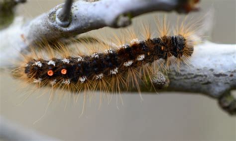 Brown Tailed Moth Caterpillar Euproctis Chrysorrhoea Flickr