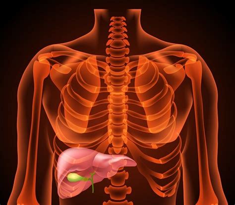 Síntomas que indican que el hígado está intoxicado Bekia Salud