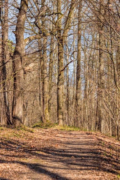 Forest Path With Trees Without Foliage In Spring Stock Image Image Of