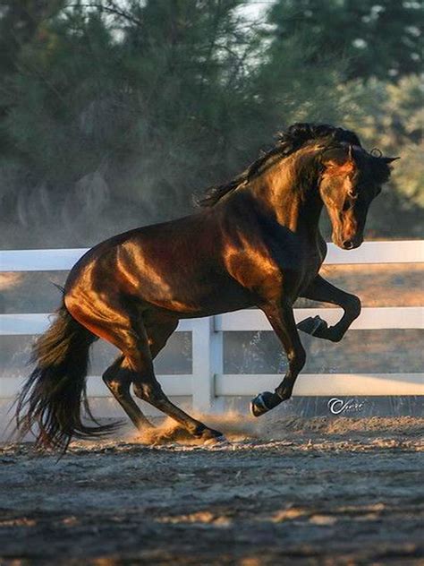 Most Beautiful Animals Beautiful Horses Beautiful Creatures Majestic