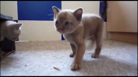 Burmese Kittens 5 Weeks Youtube