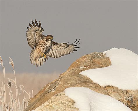 Juvenile baby red tailed hawk. Juvenile Red Tailed Hawk Photograph by Dennis Hammer