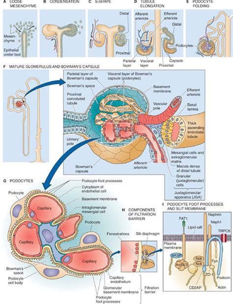 Organization Of The Urinary System The Urinary System Medical
