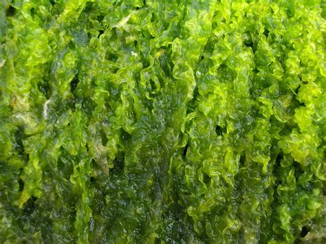 Free Bright Green Seaweed I 1 Stock Photo