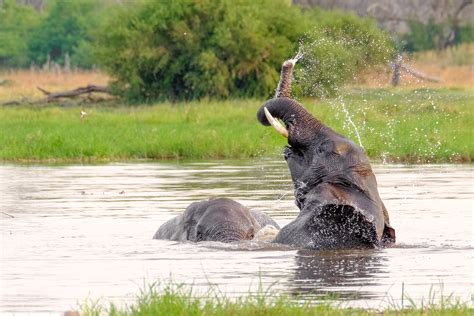 Two African Elephants Bathing • Elephant Photography Prints