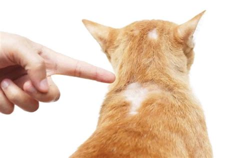 Hair Loss In Cats Symptoms And Treatment Cat Care Clinic