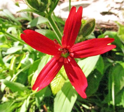 Fire Pink Silene Viriginica Photographed May 7 2017 At The