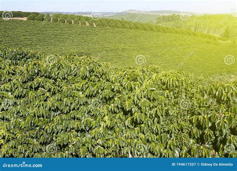 Farm Coffee Plantation In Brazil Stock Image Image Of Coffee Green