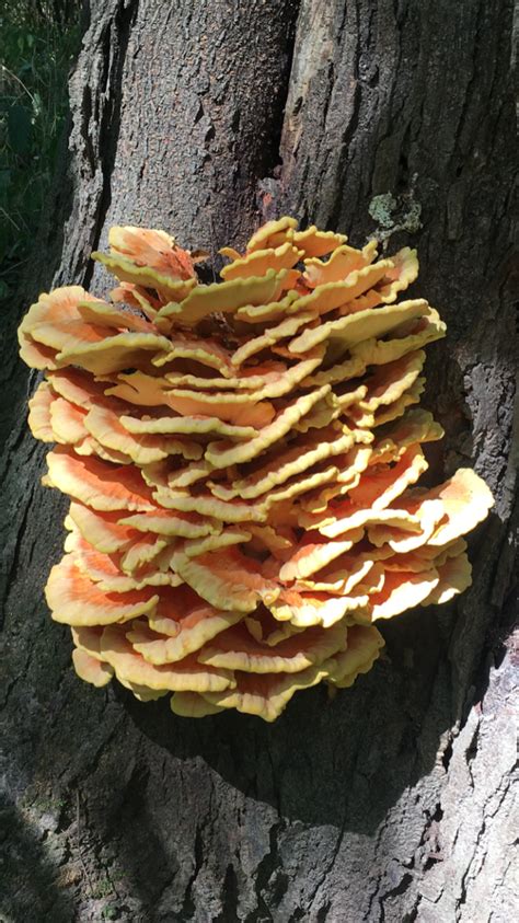 Chicken Of The Woods Wild Harvested Mushrooms 13lb