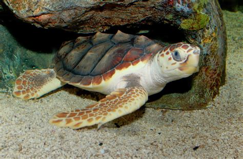 Loggerhead Sea Turtle Reptiles World