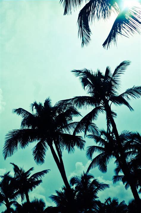 Aqua Beach Blue Green Palm Trees Scenery Sea Trees Turquoise