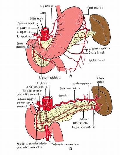 Artery Superior Mesenteric Splenic Branches Anatomy Gastroduodenal