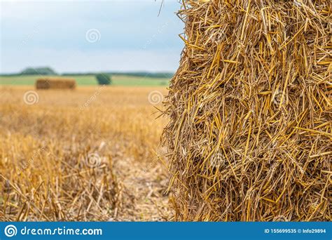 Some Square Straw Bales Lie On A Field After The Grain Harvest Stock