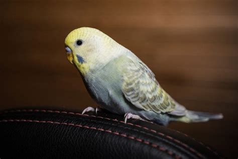 13 Types Of Parakeets An Overview With Pictures Pet Keen