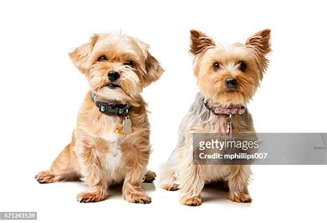 Shih Tzu Terrier Photos And Premium High Res Pictures Getty Images