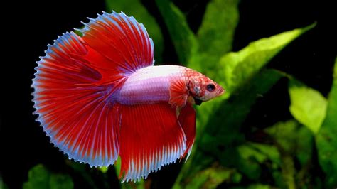 Types Of Betta Fish Which Is The Perfect One For You