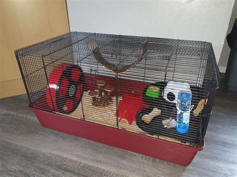 Extremely Tame Female Syrian Hamster And Alaska Cage In Sandwell