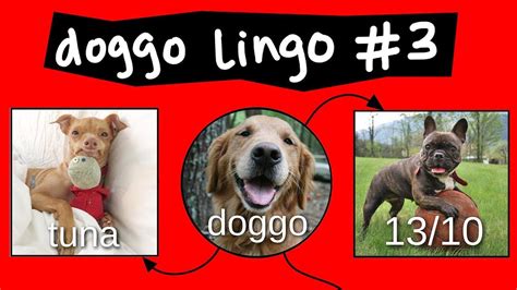 Doggo Chart Part 3 Doggo Funny Memes Dog Names