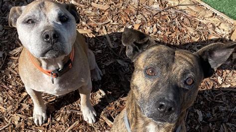 Rspca Sa Dogs And Puppies Available To Adopt For 150 At Lonsdale