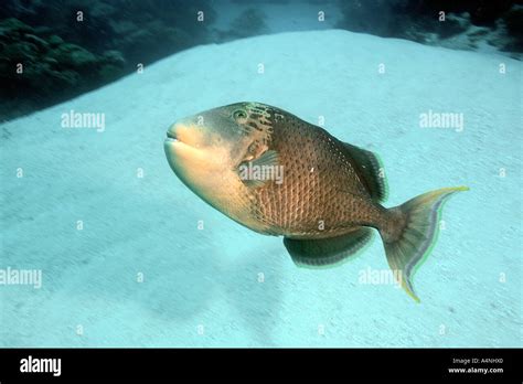 Yellowmargin Triggerfish Balistoides Flavimarginatus Ulong Channel