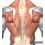 Male Muscle Anatomy Of The Human Back — Posterior Myology  Stock