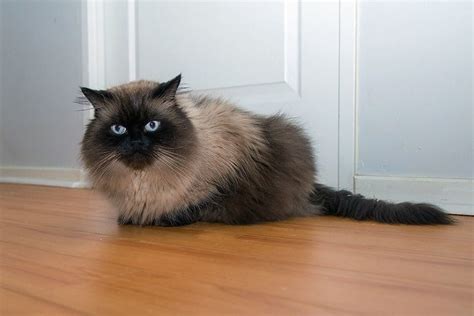 Birman Cat Vs Himalayan Cat Notable Differences With Pictures