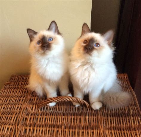 Birman Kittens For Sale
