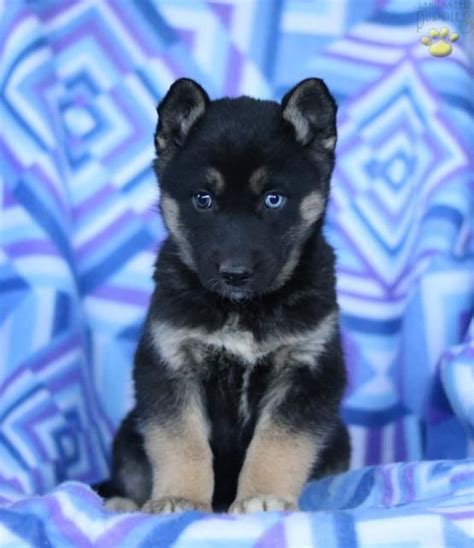 Lancaster puppies advertises puppies for sale in pa, as well as ohio, indiana, new york and other states. Ronita - German Shepherd/Husky Puppy for Sale in Narvon, PA | Lancaster Puppies | German ...