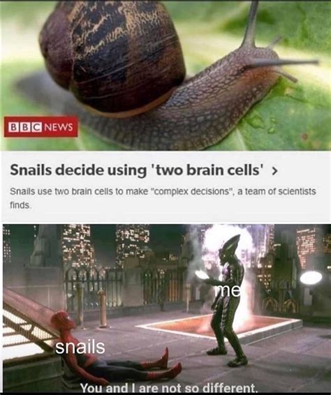 A Snail Meme D Kinda Offensive Lol Rsnails