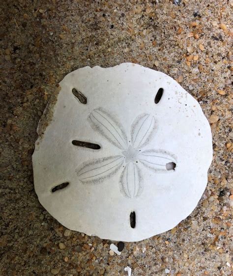 Sand Dollars Prized By Beachcombers As Skeletons Were Masters Of Their