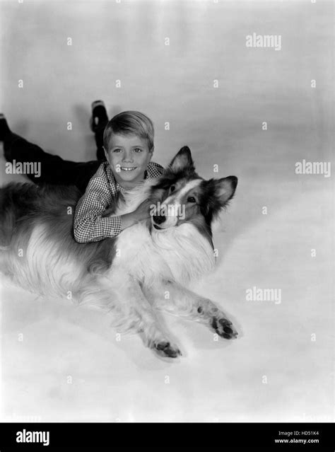 Lassie Jon Provost Lassie 1954 74 Stock Photo Alamy