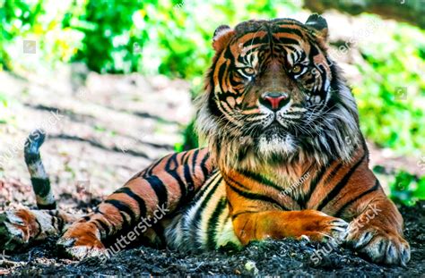 The Sumatran Tiger Panthera Tigris Sumatrae