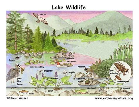 We did not find results for: Lake Habitat Posters