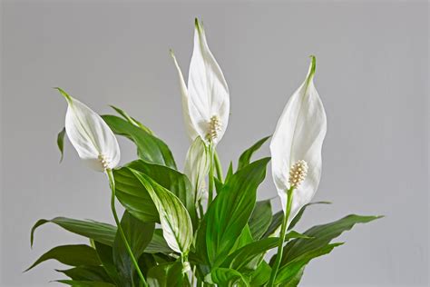 White Flowering Indoor Plants Choosing Houseplants With White Flowers