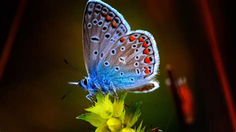 Blue Brown Black Dotted Butterfly On Yellow Flower Hd