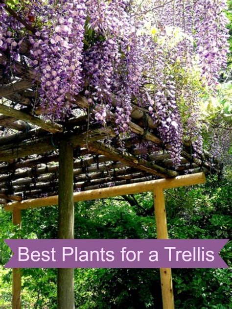 How To Trellis Plants