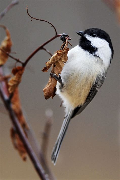 10 common backyard birds in Colorado Springs | Colorado Springs News ...