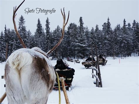 Rendierslee In Fins Lapland Dioto Pro