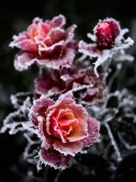 Frosty Roseblack Beautiful Roses Winter Rose Frozen Rose
