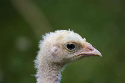 32 Facts About Turkeys To Gobble Right Up Turkey Facts Turkey Gobble