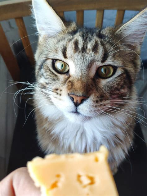 Can Cats Eat Cheese Story The Discerning Cat
