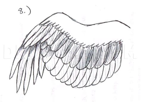 How To Draw A Simple Bird Wing Step By Step Drawing Guide By