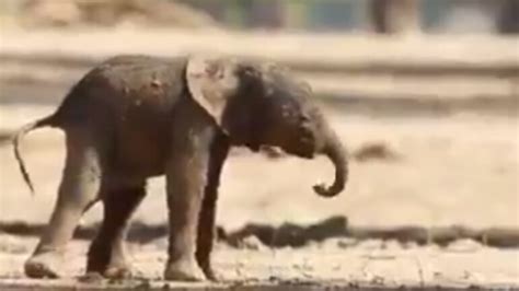 Adorable Video Of Newborn Elephant Trying To Take Its First Steps Goes