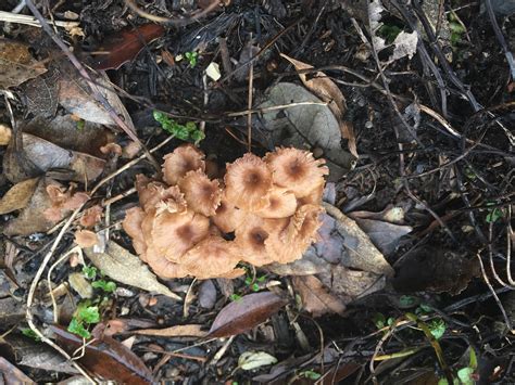 Houston Tx Cluster Of Tan Mushrooms With Depression At Center Of Cap