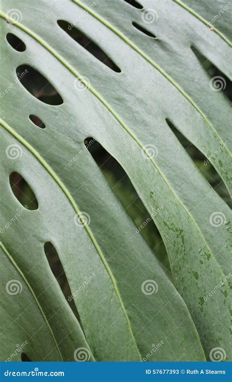 Large Leaf Stock Image Image Of Tropical Green Garden 57677393