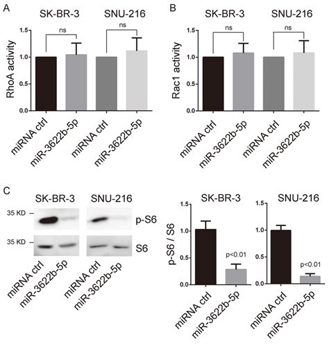 MiR 3622b 5p Suppresses MTORC1 Signaling A And B MiR 3622b 5p