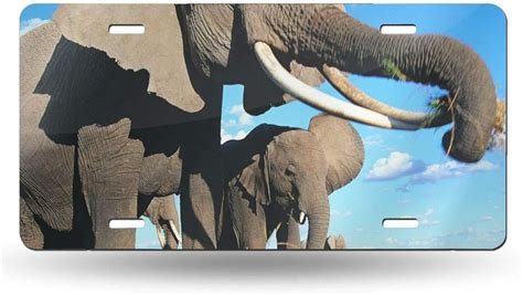 South Africa Elephant License Plate Personalized