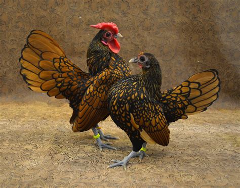 Delightful Gold And Silver Sebright Bantam Chickens Backyard Poultry