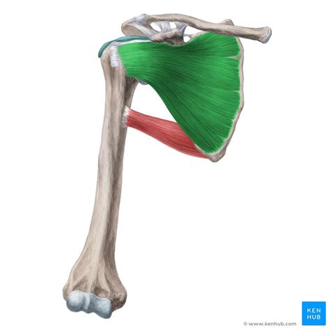 Subscapularis Muscle Musculus Subscapularis Image Yousun Koh