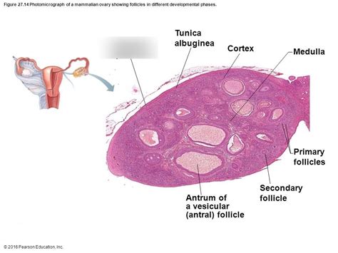 Photomicrograph Of Mammalian Ovary Follicles In Different
